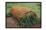 grass
